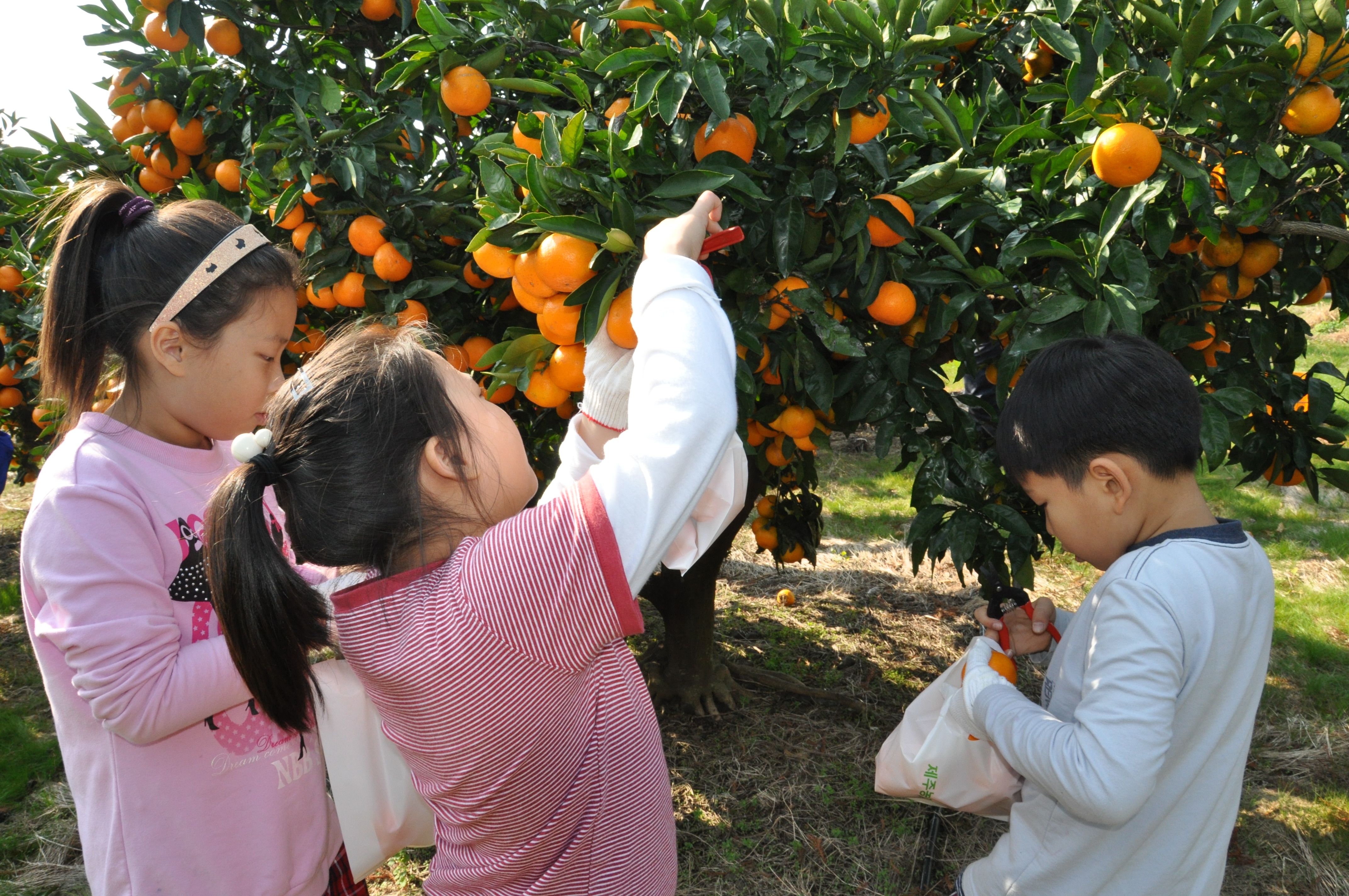 감귤따기 체험 현장